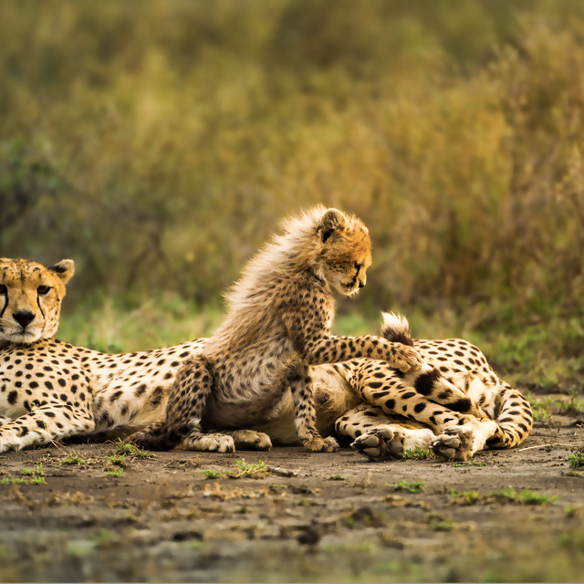 African Travel Launches New Wildlife Conservation Experiences